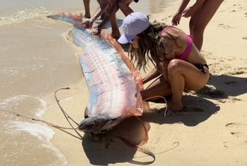 Zadziwiające zjawisko w Meksyku. Na plaży pojawiły się "ryby końca świata"