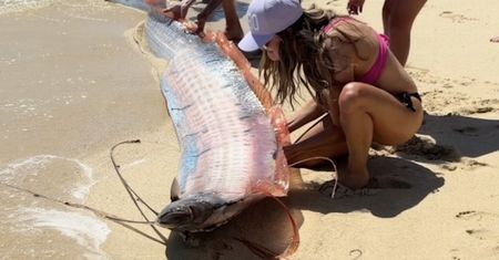 Zadziwiające zjawisko w Cabo San Lucas. Na plaży pojawiły się "ryby końca świata"