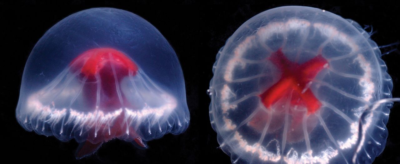Nowy gatunek meduzy