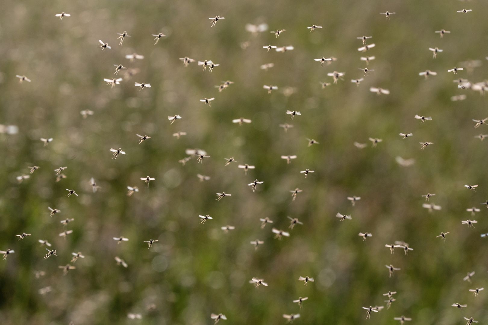 Niemcy biją na alarm. Możliwa prawdziwa plaga