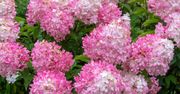 Ostatni dzwonek dla hortensji. Odwdzięczy się wielkimi pąkami