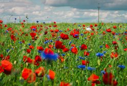 Pogoda. Wrocław. 13 lipca - fala upałów i odpoczynek od burz. Ulewy wrócą jednak bardzo szybko