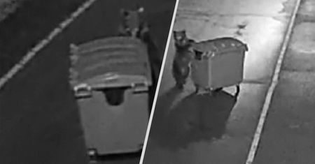 Nietypowy atak w Braszowie. Głodny niedźwiedź chciał ukraść śmietnik