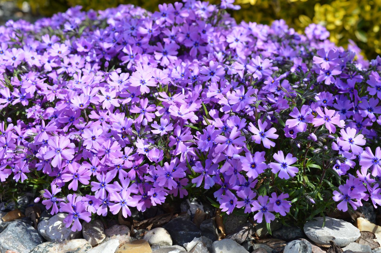 To najpiękniejsze byliny na obwódki rabat. 8 roślin, które warto znać
