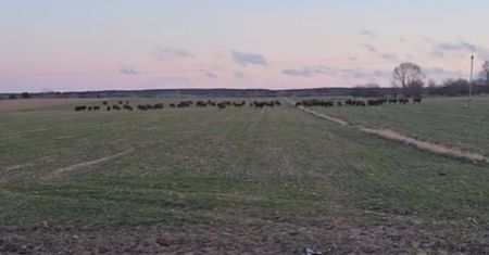 Zatrzymał się i nagrał stado. Internauci reagują. Jest jeden problem