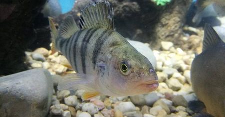 Targi wędkarskie Rybomania w najbliższą sobotę. Gigantyczne akwarium już napełnione