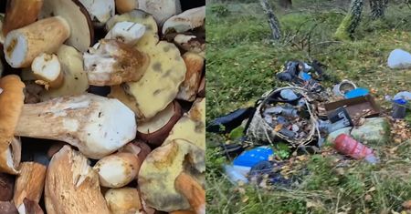"Tragedia". Znalazł kosz w lesie. Oto co było obok