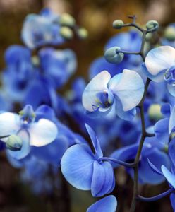 У Тайвані виготовили орхідеї «Україна»