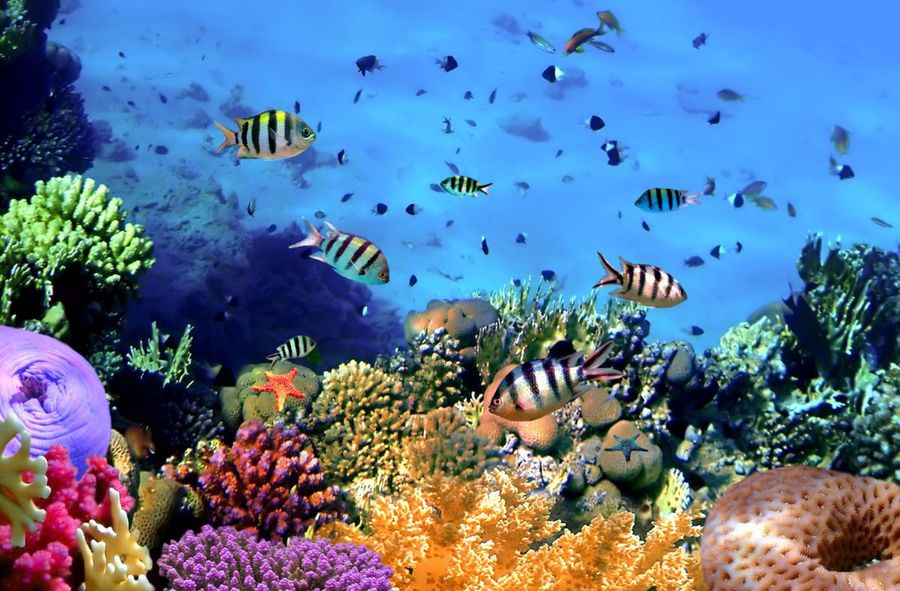 3D-printed coral reefs. Will technology save the Great Barrier Reef?
