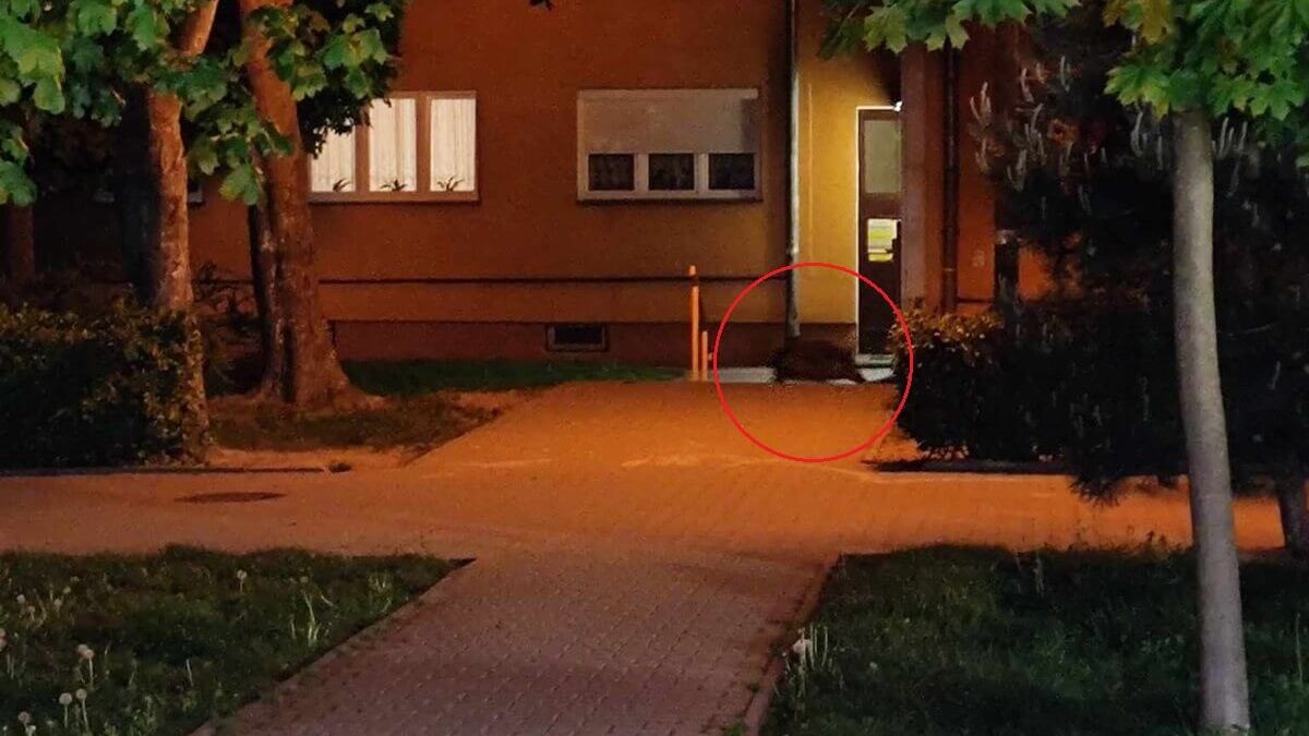 Dzik przy klatce schodowej bloku przy ul. Tumidajskiego
