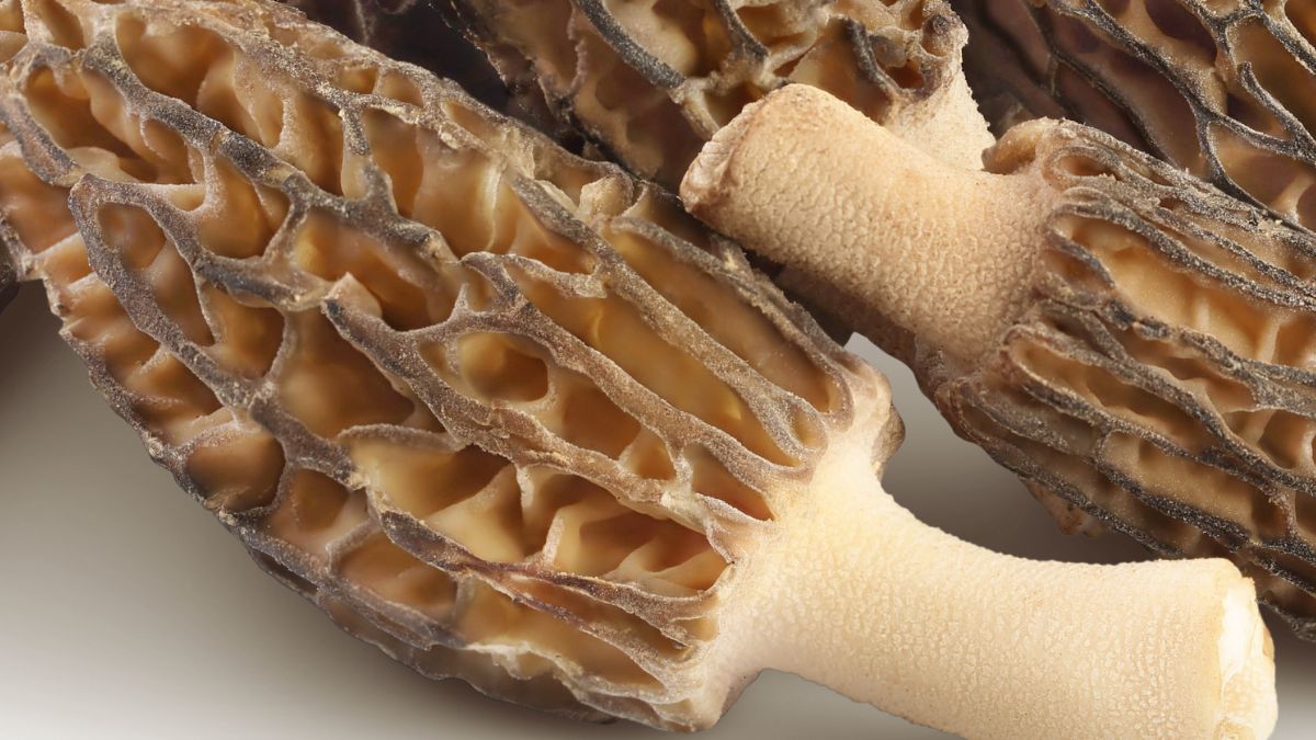 Wiosenne grzyby - smardze