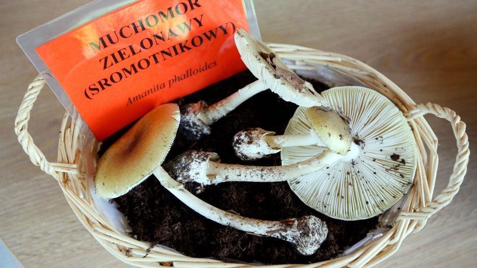 Najważniejsze różnice między kanią a muchomorem sromotnikowym - podstawa grzyba