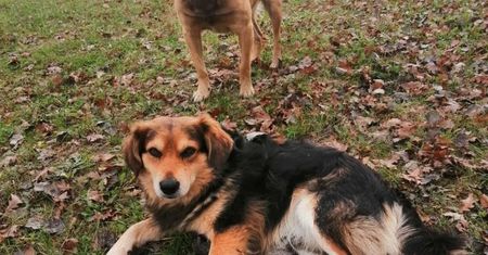 Urzędnicy zabrali psom budy. Internauci są oburzeni