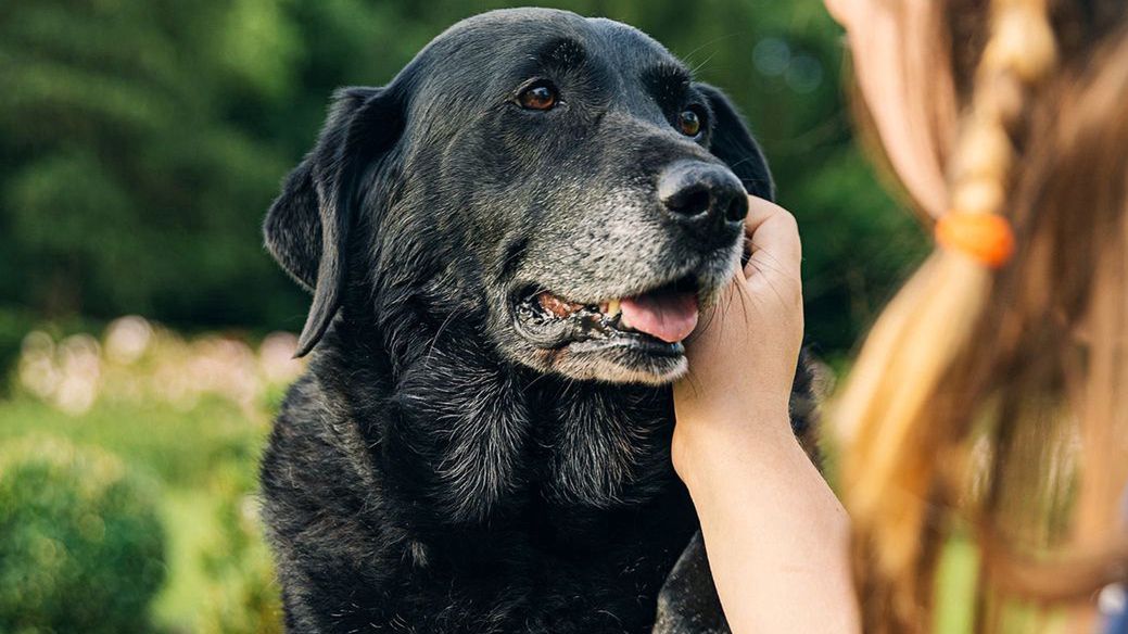 Dlaczego psy patrzą ludziom prosto w oczy?
