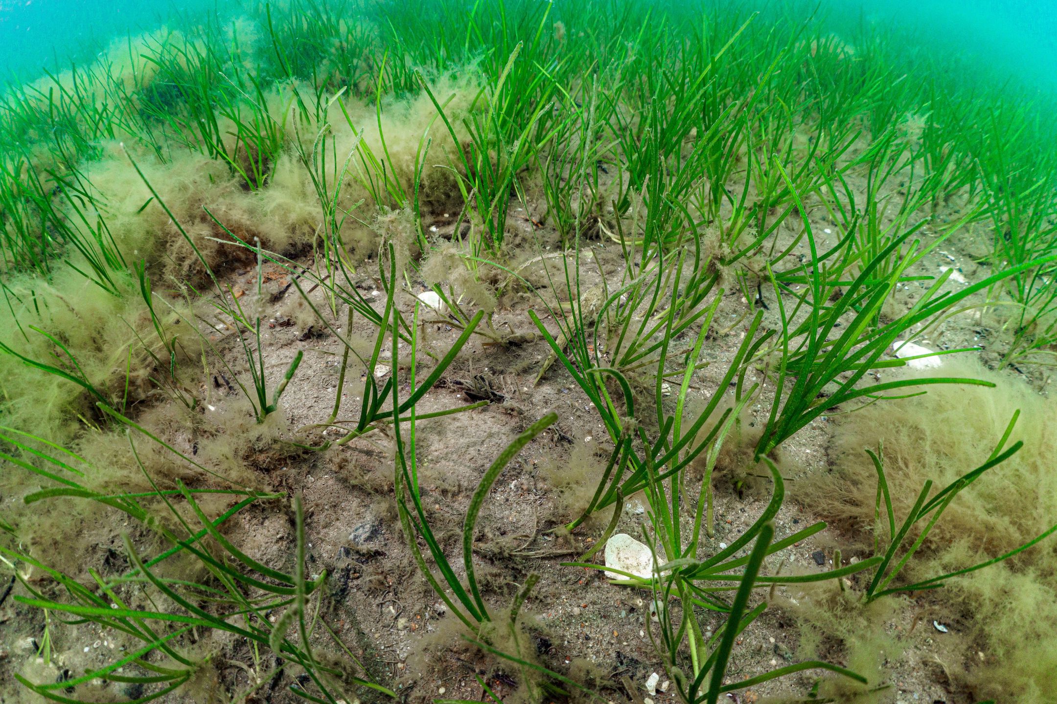 Zostera marina