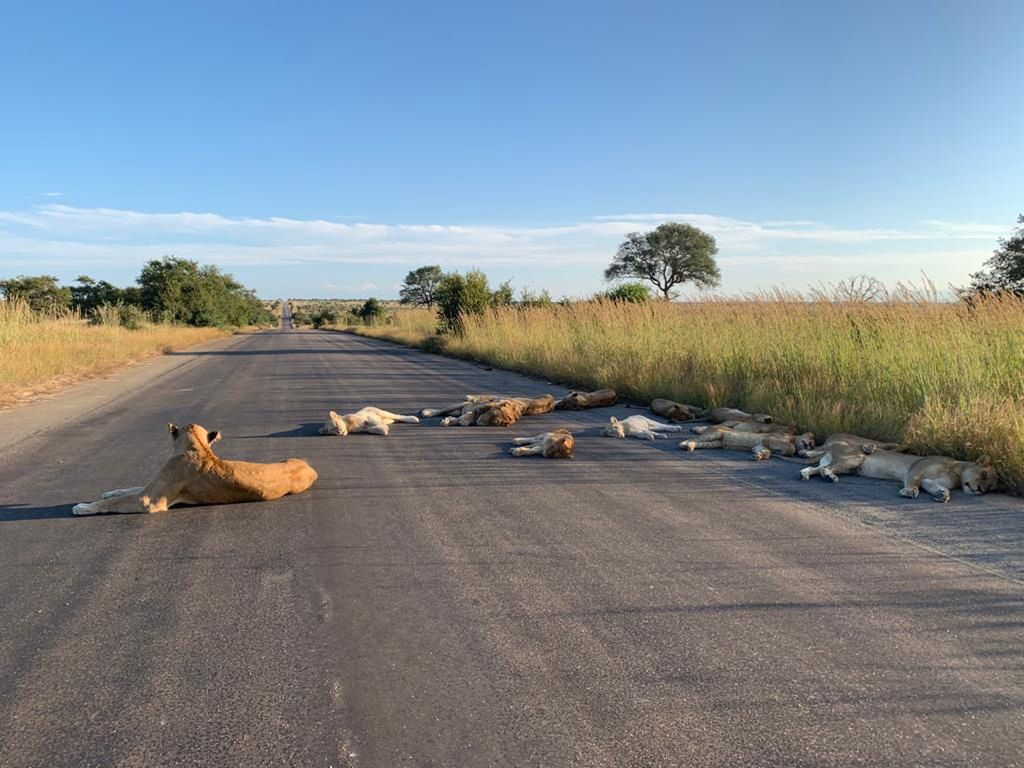 Niezwykły widok w RPA. Lwy wygrzewają się na jezdni w zamkniętym parku narodowym