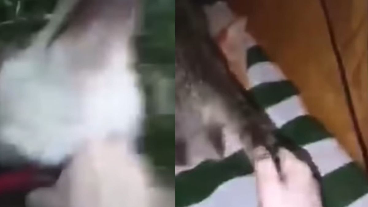 Poszukiwana jest osoba, która znęca się nad zwierzakami.