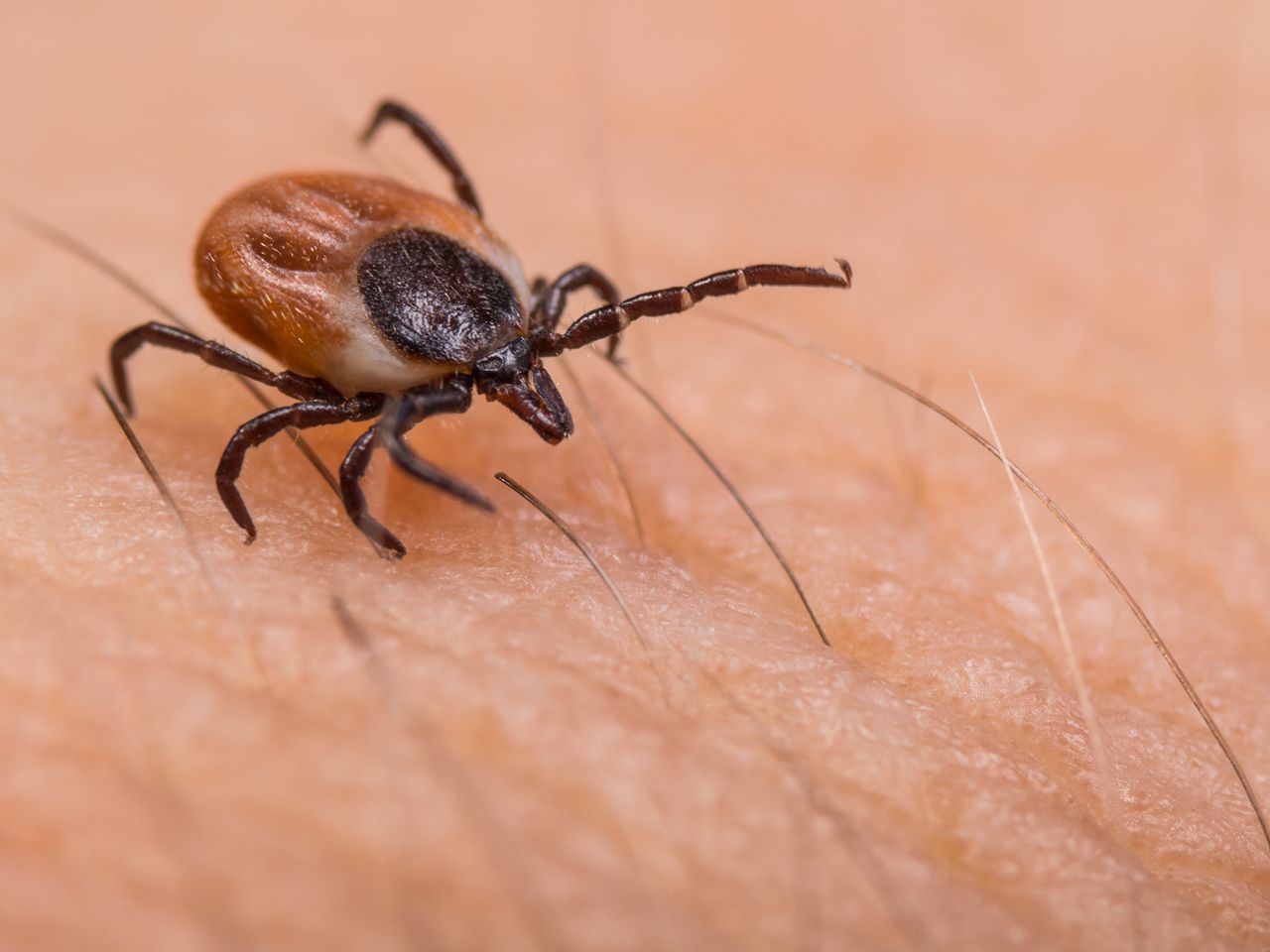 Kleszcze mają naturalnego wroga. Jego zapachu boją się jak ognia