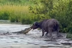 Krokodyl kontra bawół. Takiego finału nikt się nie spodziewał