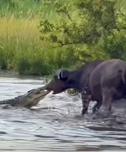 Krokodyl kontra bawół. Takiego finału nikt się nie spodziewał