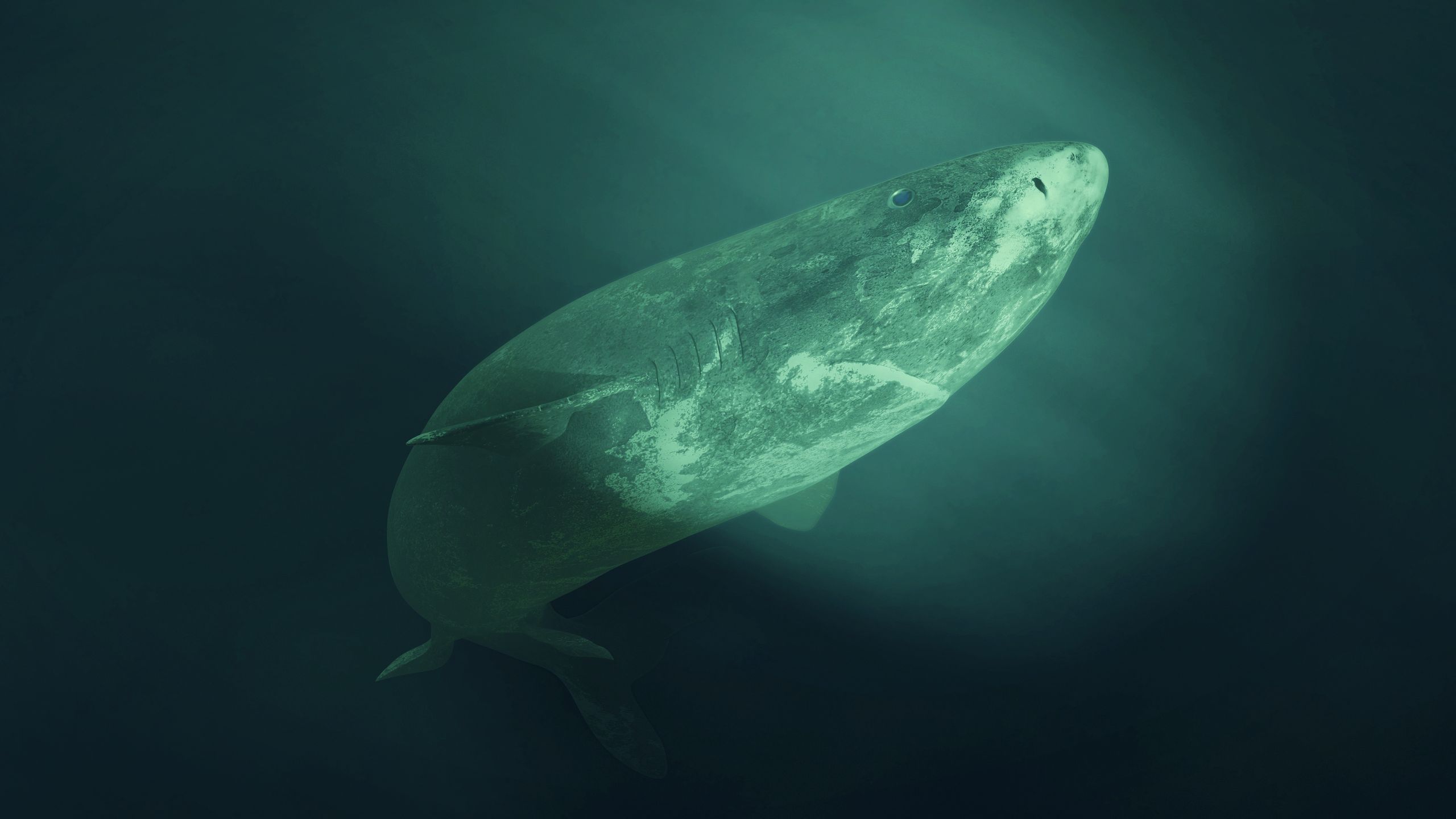 Somniosus microcephalus występuje w chłodnych wodach 