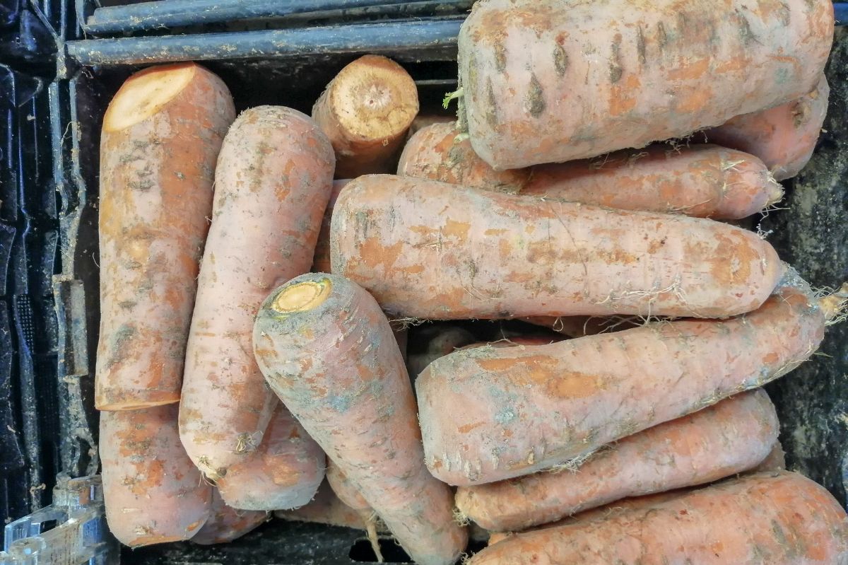 How to store carrots?