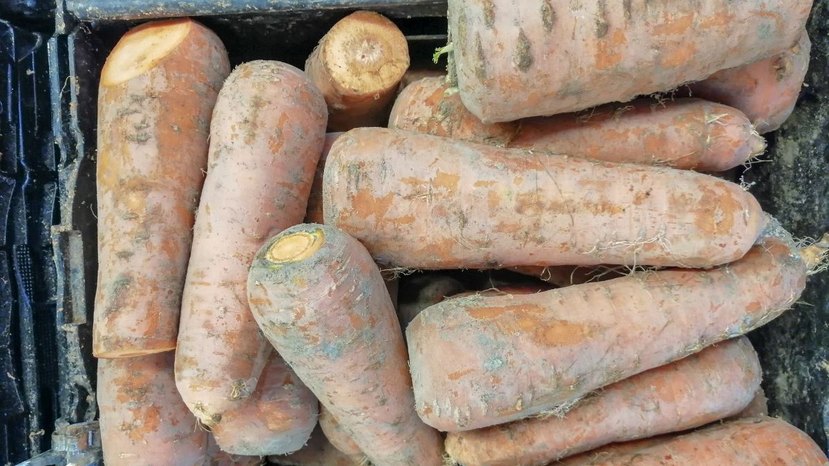 Jak przechowywać marchew?