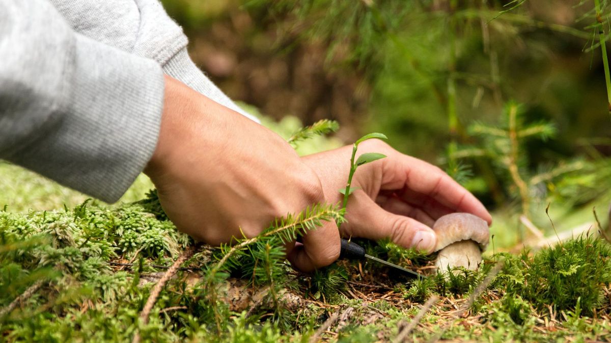 Wycinać czy wykręcać? Leśnicy odpowiedzieli na odwieczne pytanie grzybiarzy