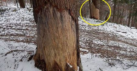 Najgroźniejszy drapieżnik w Polsce. Leśnicy pokazali zdjęcie