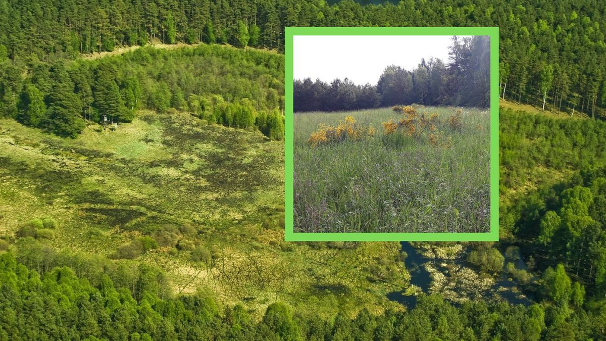 Złote plamy na skarpach i wrzosowiskach