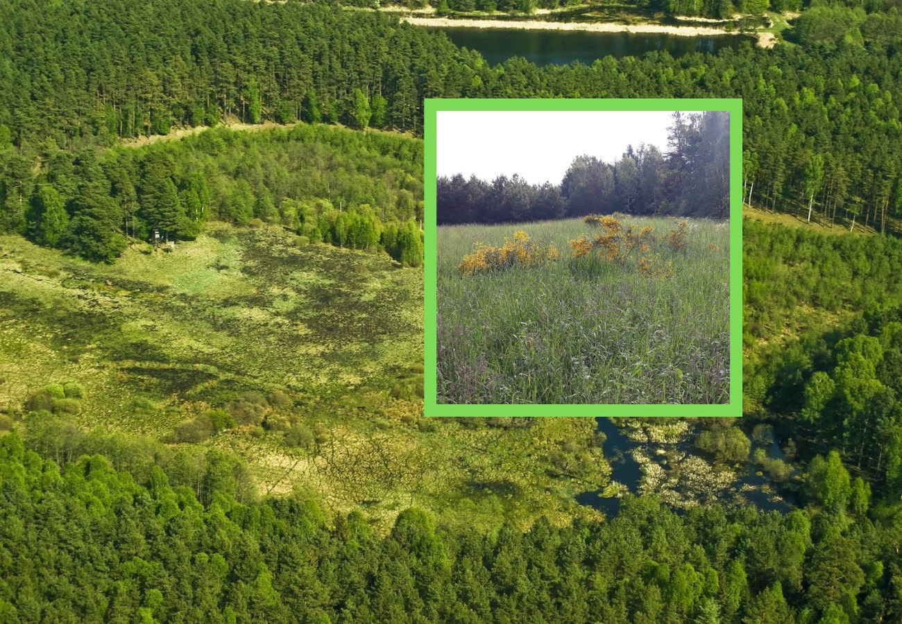 Złote plamy na skarpach i wrzosowiskach