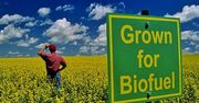 Pryska mit „zielonych” biopaliw? Szkodzą bardziej od benzyny!