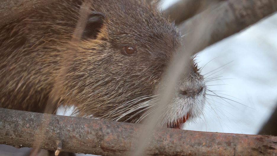 EDIRNE, TURKEY - DECEMBER 31: A nutria, also known as coypu or swamp rat, is seen near the water of Tundzha River in Edirne, Turkey on December 31, 2021. Nutrias live in burrows alongside stretches of water and feed on river plant stems. (Photo by Gokhan Balci/Anadolu Agency via Getty Images)