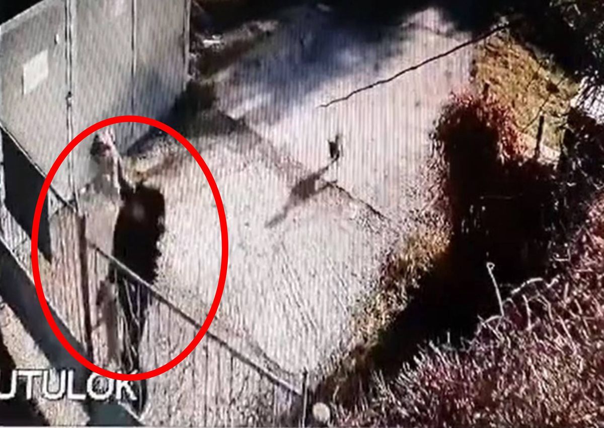 Kobieta przerzuciła przez ogrodzenie schroniska trzy psy