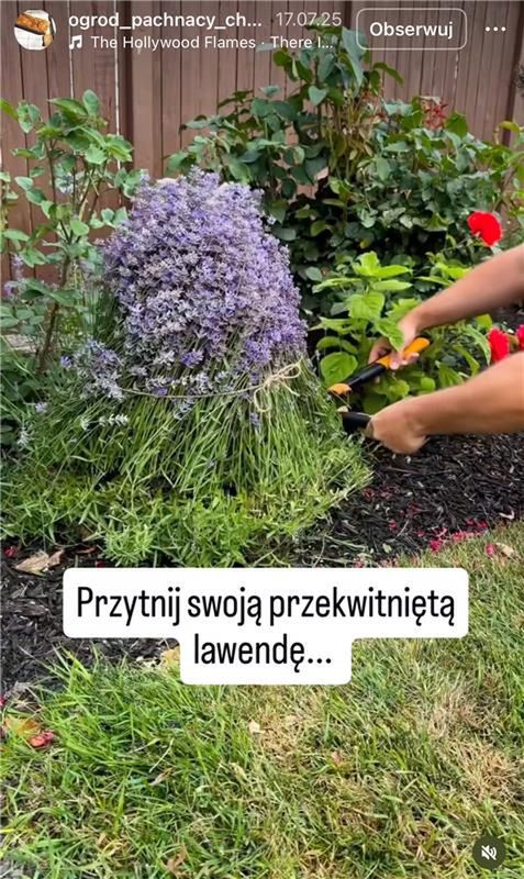 Pamiętaj o przycięciu lawendy