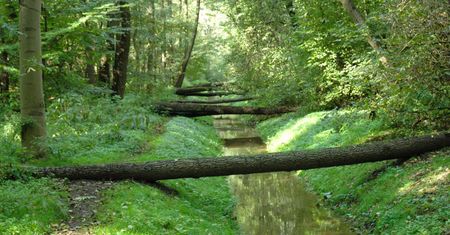 Warszawa. Sprzątanie Lasu Bielańskiego. Przydadzą się każde ręce