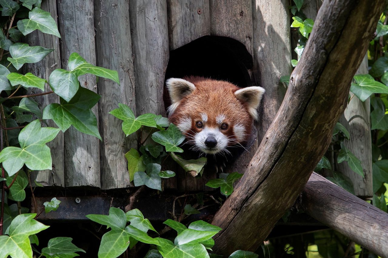 Wrocław. Koronawirus. ZOO potrzebuje pomocy, by uniknąć uboju zwierząt