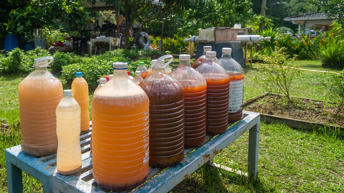 Nalewka z jabłek ma wiele właściwości zdrowotnych
