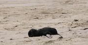 Tysiące martwych fok w Namibii. Morze wyrzuciło je na plażę
