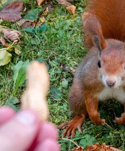 USA. "Zła, okrutna i niezwykle silna" wiewiórka terroryzuje mieszkańców