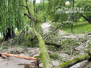 Burze nad Mazowszem. Strażacy interweniowali ponad sto razy