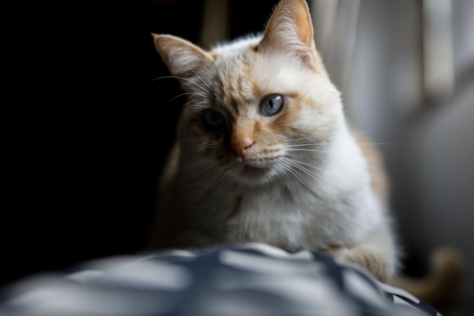 Pierwszy w Hiszpanii oraz szósty na świecie kot zakażony koronawirusem.