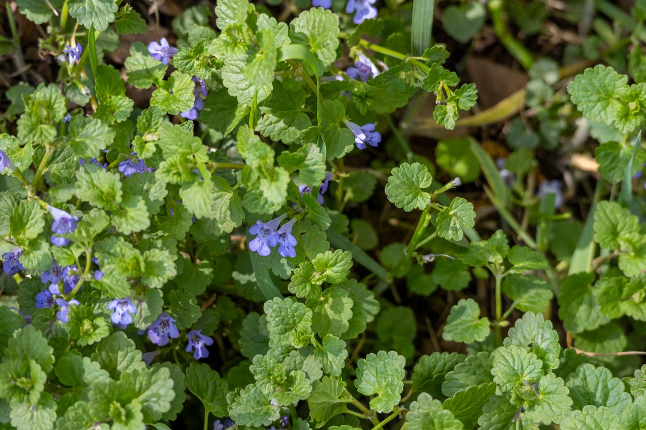 Bluszczyk kurdybanek w kuchni