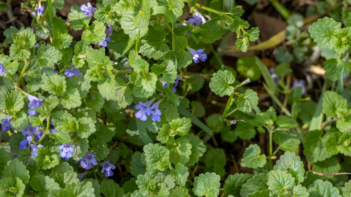 CBluszczyk kurdybanek