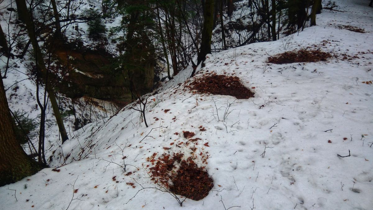 Legowiska saren w lesie.