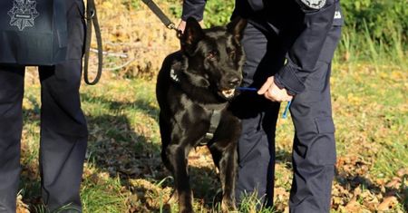 Radom. Pies nagrodzony przez Komendanta Wojewódzkiego Policji
