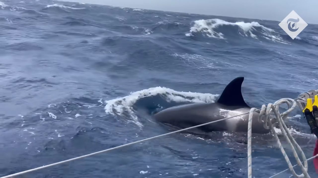 Gladis uczy inne orki jak atakować łodzie.