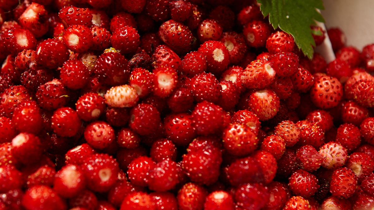 Poziomki i jej właściwości