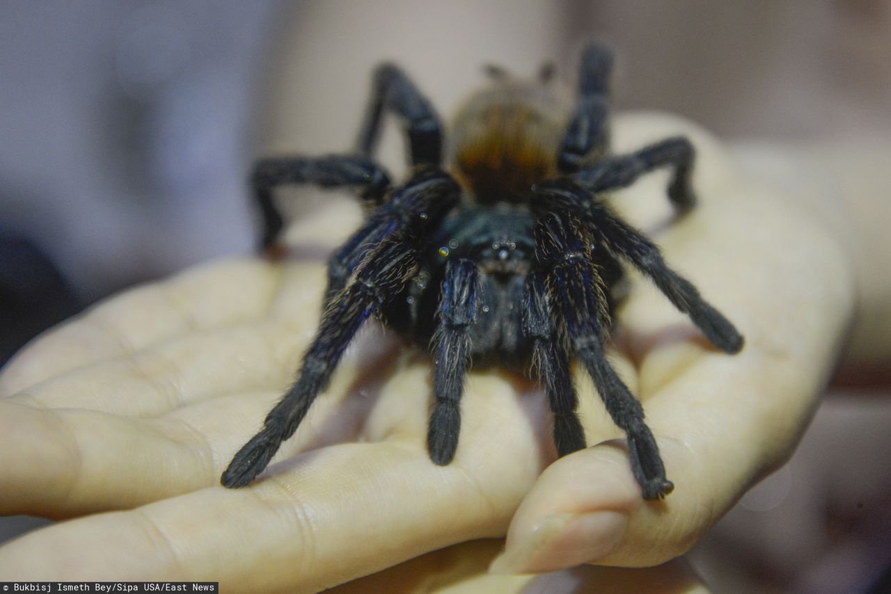 Jad tarantuli uśmierzy ból. Nowa alternatywa dla leków przeciwbólowych