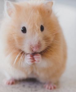 Koszmarny błąd naukowców? Stworzyli agresywne gryzonie